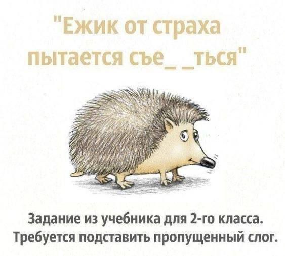 Ежик от страха пытается съе_ _ться Задание из учебника для 2 го класса Требуется подставить пропущенный слог