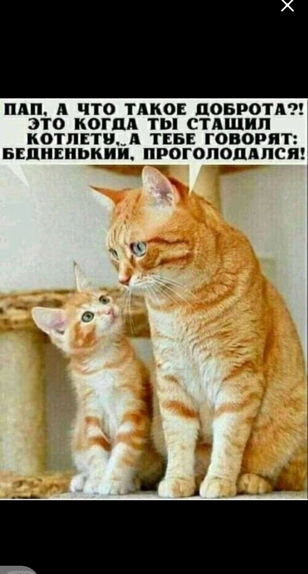 Пап, а что такое доброта?! Это когда ты стащил котлету, а тебе говорят: бедненький, проголодался!