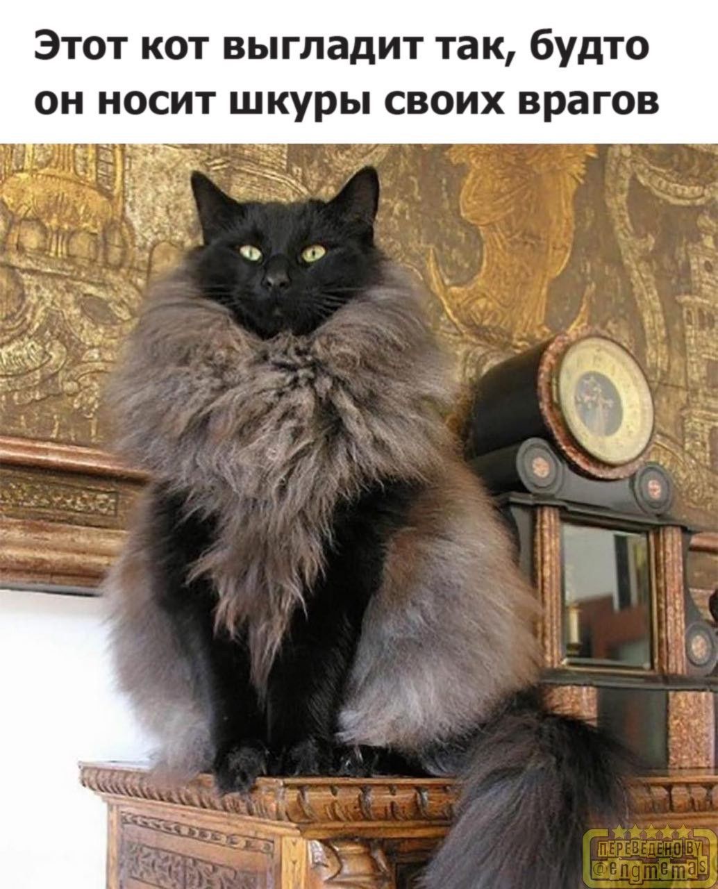 Этот кот выглядит так, будто он носит шкуры своих врагов