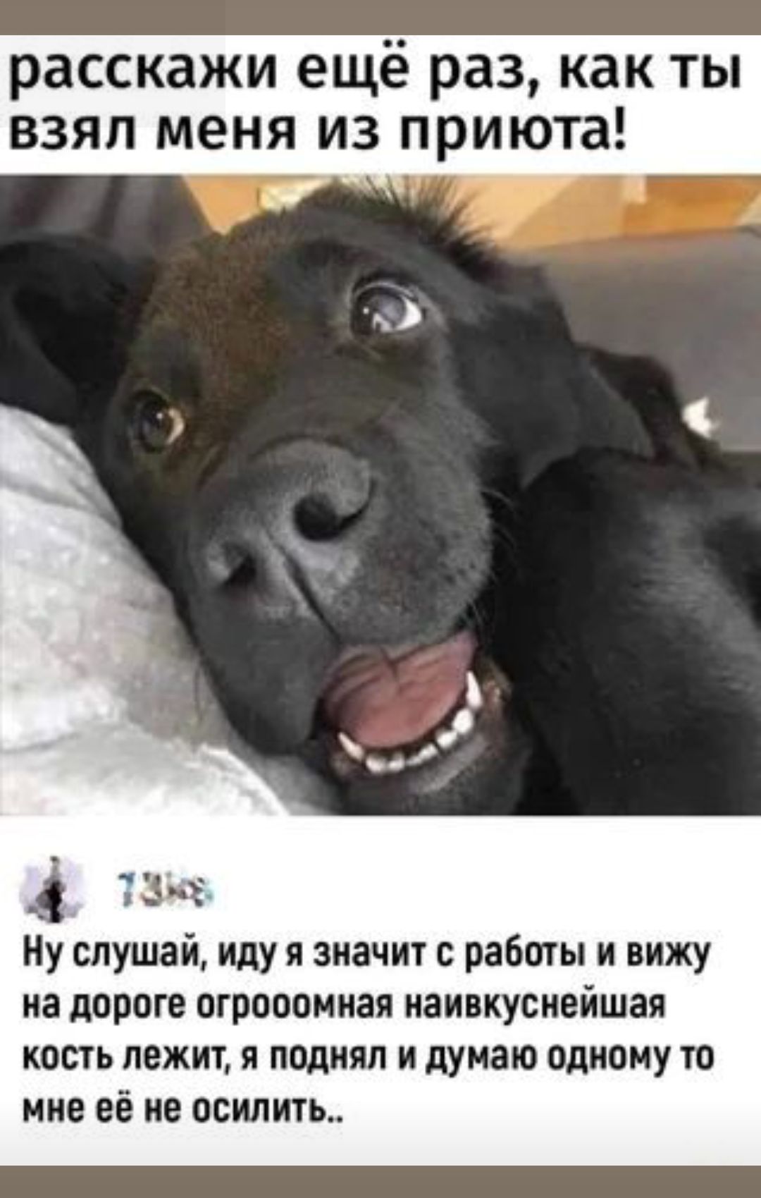 расскажи ещё раз, как ты взял меня из приюта!

Ну слушай, иду я значит с работы и вижу на дороге огромная наивкуснейшая кость лежит, я поднял и думаю одному то мне её не осилить..