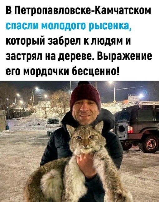 В Петропавловске-Камчатском спасли молодого рысенка, который забрел к людям и застрял на дереве. Выражение его мордочки бесценно!