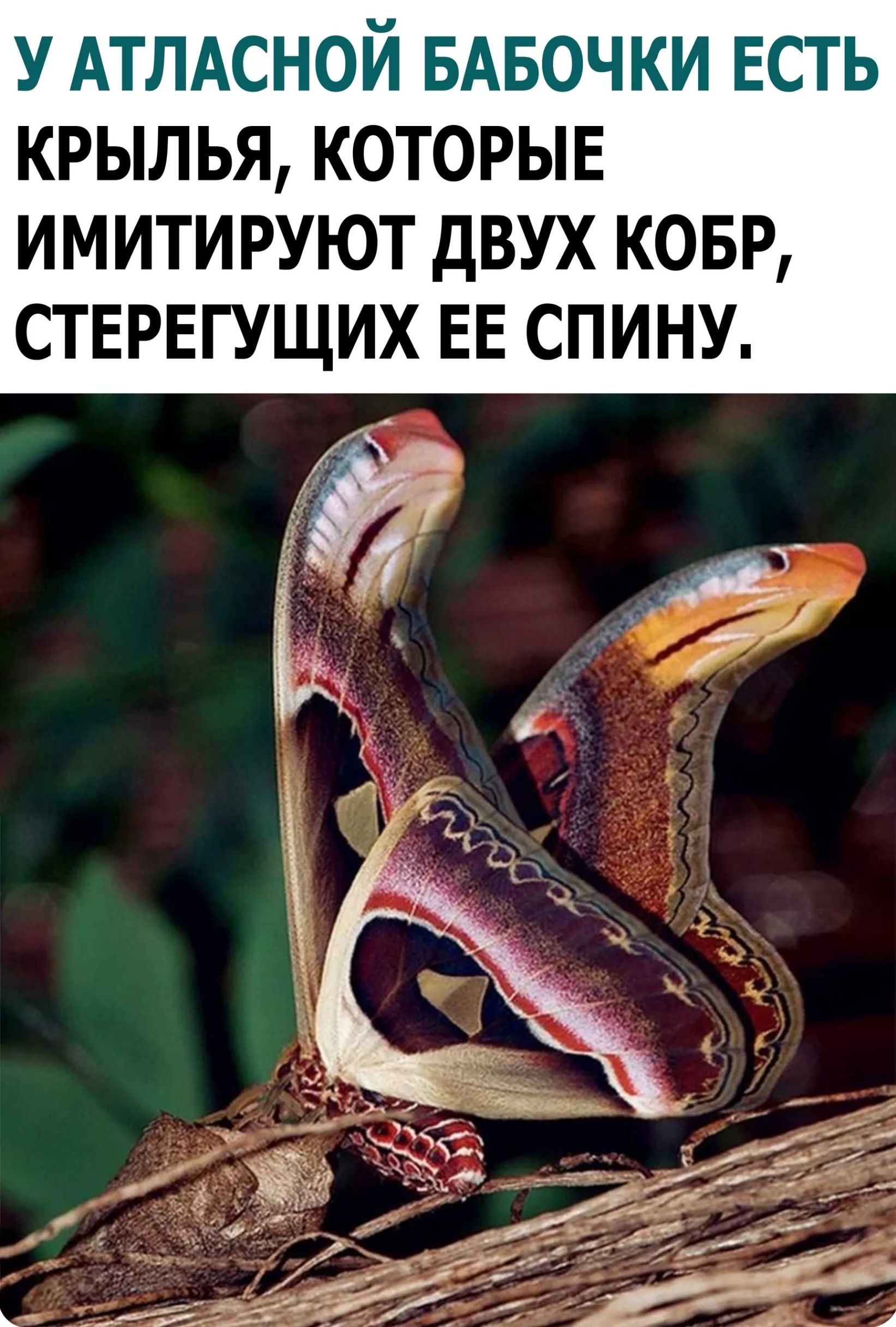 У атласной бабочки есть крылья, которые имитируют двух кобр, стерегущих ее спину.