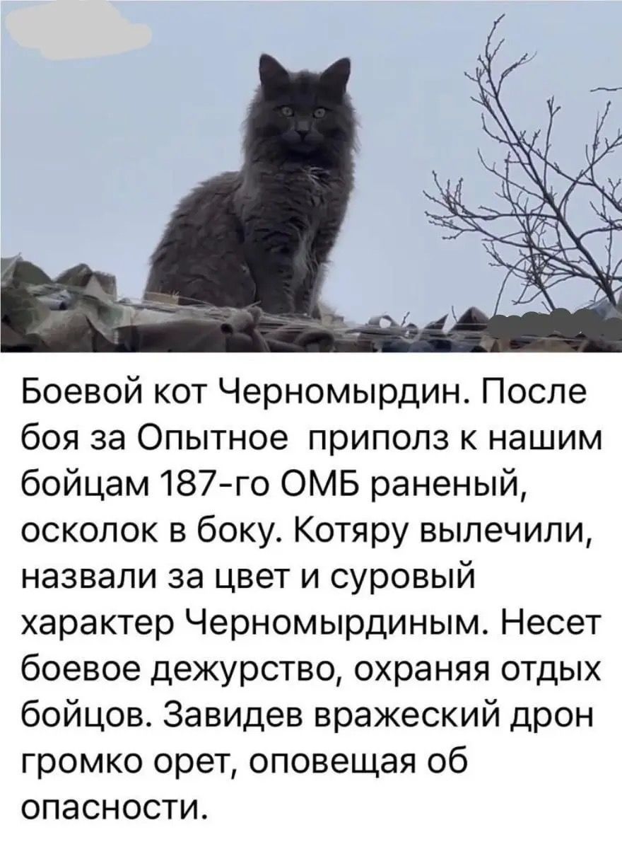 Боевой кот Черномырдин. После боя за Опытное приполз к нашим бойцам 187-го ОМБ раненый, осколок в боку. Котярю вылечили, назвали за цвет и суровый характер Черномырдиным. Несет боевое дежурство, охраняя отдых бойцов. Завидев вражеский дрон громко орет, оповещая об опасности.