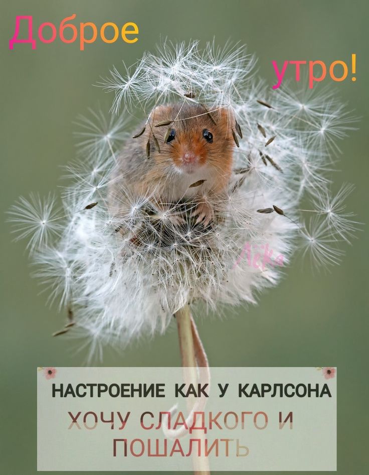 Доброе утро!
НАСТРОЕНИЕ КАК У КАРЛСОНА
ХОЧУ СЛАДКОГО И ПОШАЛИТЬ