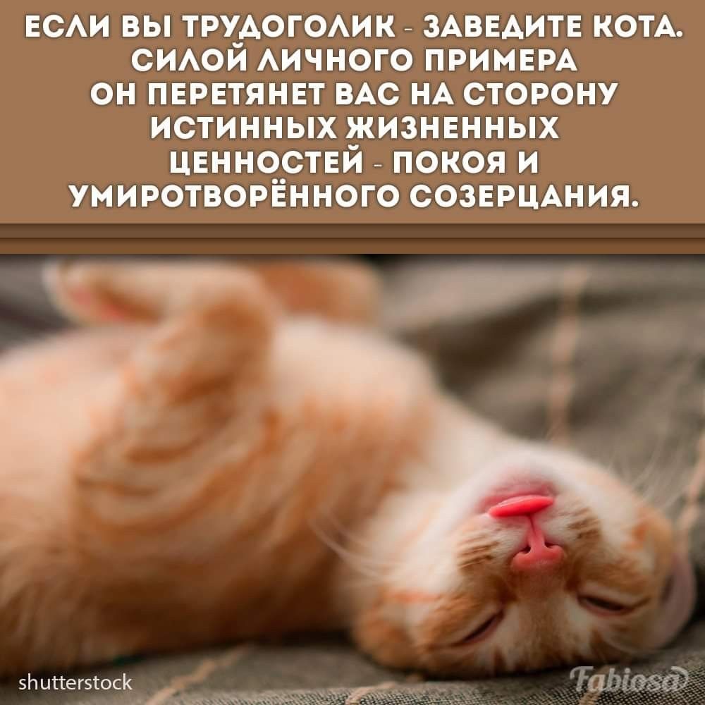 ЕСЛИ ВЫ ТРУДОГОЛИК - ЗАВЕДИТЕ КОТА.
СИЛОЙ ЛИЧНОГО ПРИМЕРА ОН ПЕРЕТЯНЕТ ВАС НА СТОРОНУ ИСТИННЫХ ЖИЗНЕННЫХ ЦЕННОСТЕЙ - ПОКОЯ И УМИРОТВОРЁННОГО СОЗЕРЦАНИЯ.