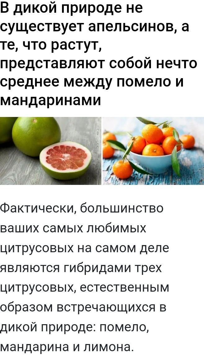 В дикой природе не существует апельсинов а те что растут представляют собой нечто среднее между помело и МЗНДЗРИНЗМИ Фактически большинство ваших самых любимых цитрусовых на самом деле являются гибридами трех цитрусовых естественным образом встречающихся в дикой природе помело мандарина и лимона