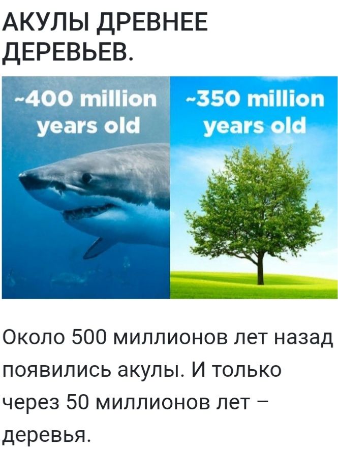 АКУЛЫ ДРЕВНЕЕ ДЕРЕВЬЕВ Около 500 миллионов лет назад появились акулы И только через 50 миллионов лет деревья