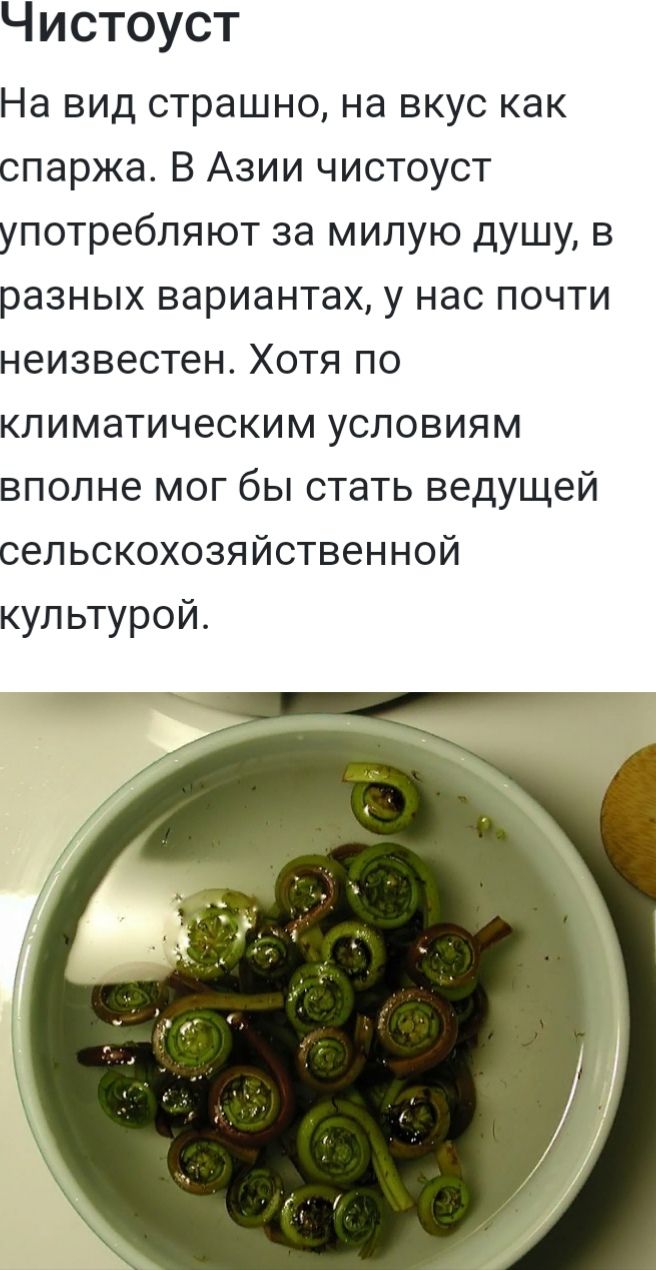 Чистоуст На вид страшно на вкус как спаржа В Азии чистоуст употребляют за милую душу в разных вариантах у нас почти неизвестен Хотя по климатическим условиям вполне мог бы стать ведущей сельскохозяйственной культурой