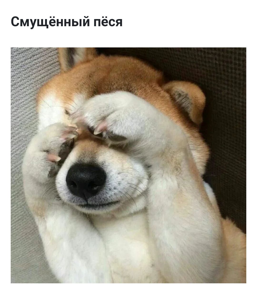 Смущённый пёся 7 А