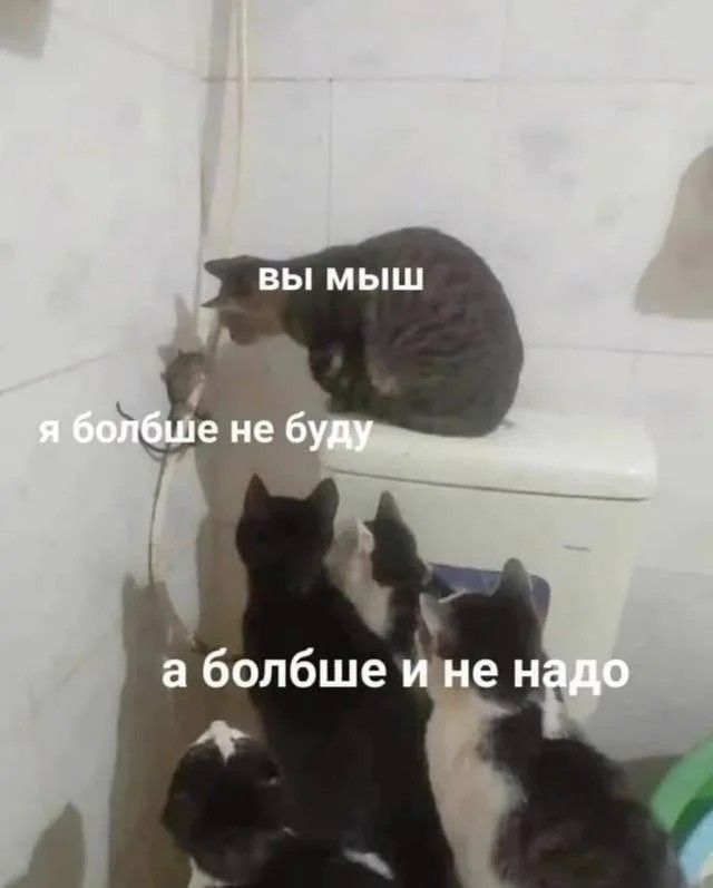 вы мышШ