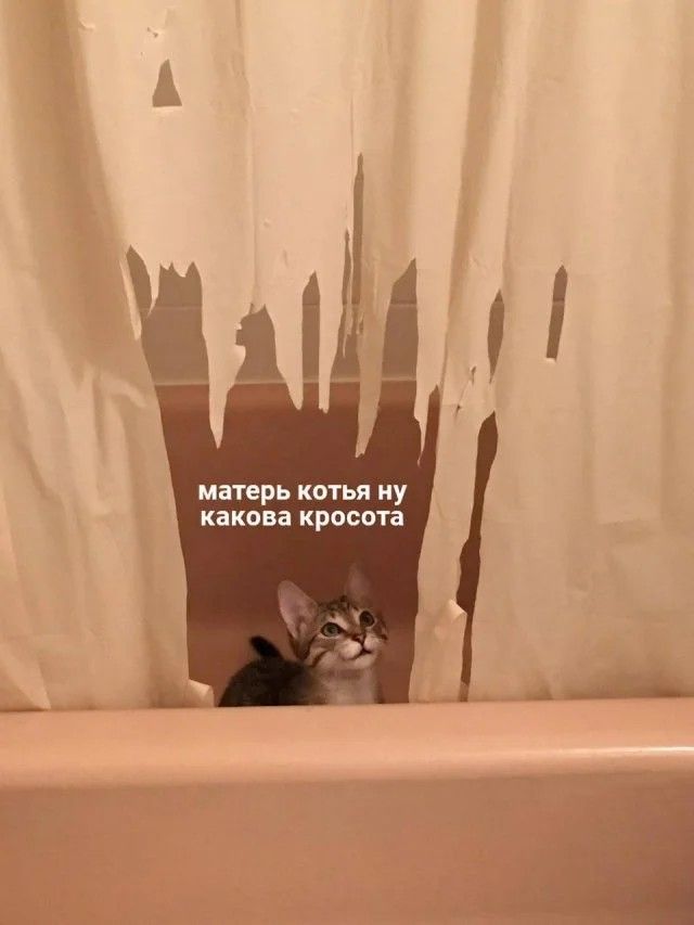 матерь котья ну какова кросота