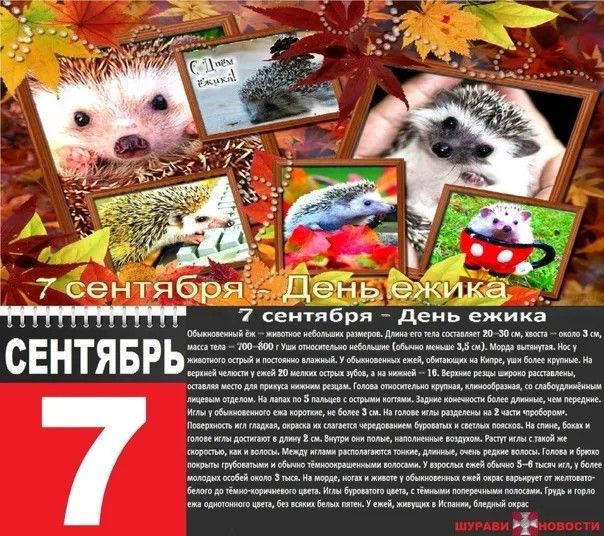 ОЕ 7 сентября День ежИка 7 сентября День ежика