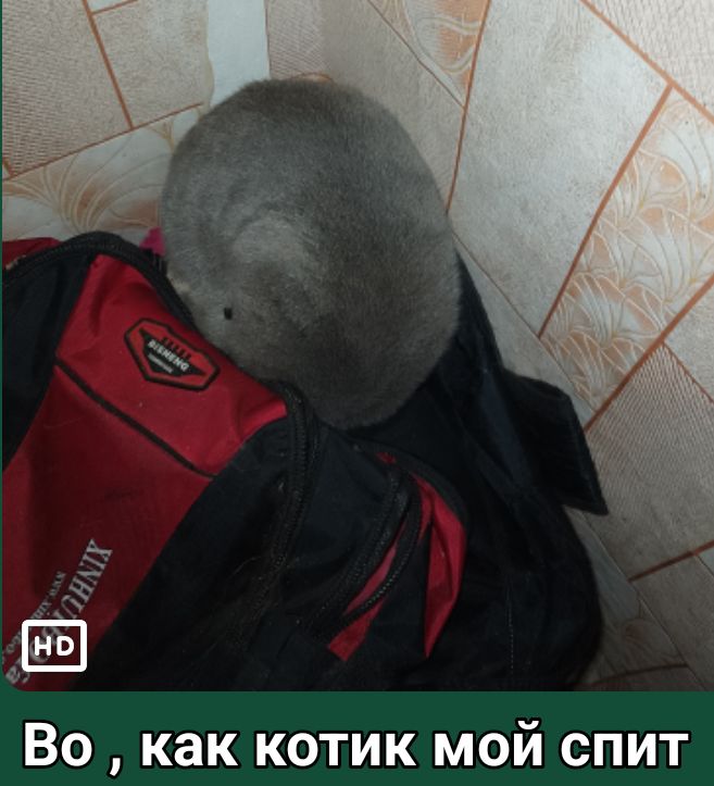 е 5 Во как котик мой спит