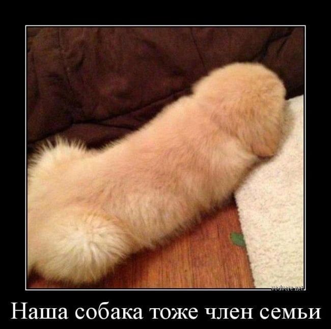Наша собака ТОЖС член семьи
