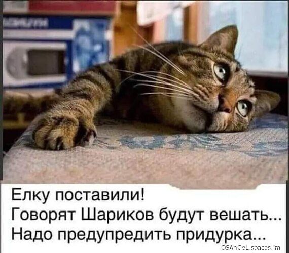 Елку поставили Говорят Шариков будут вешать Надо предупредить придурка