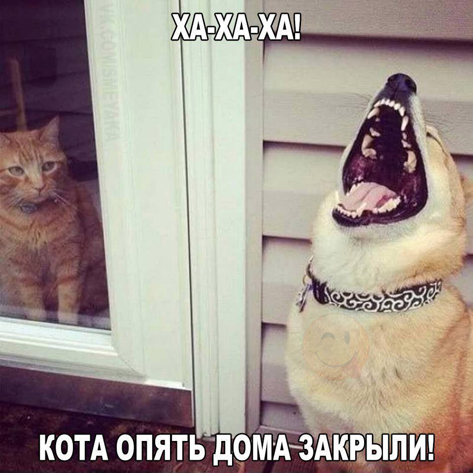 КОТА ОПЯТЬДОМА ЗАКРЫЛИ