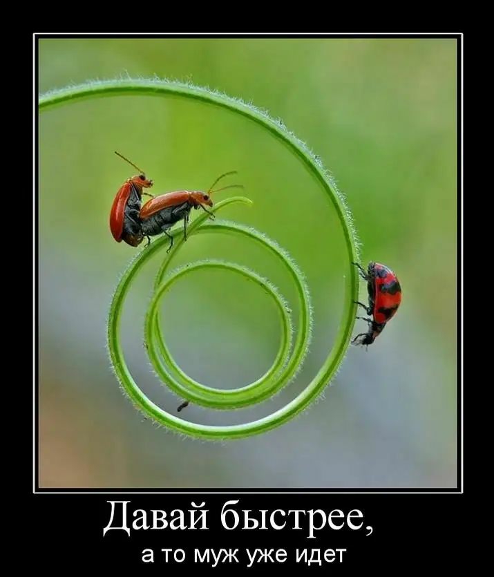 Давай быстрее а то муж уже идет