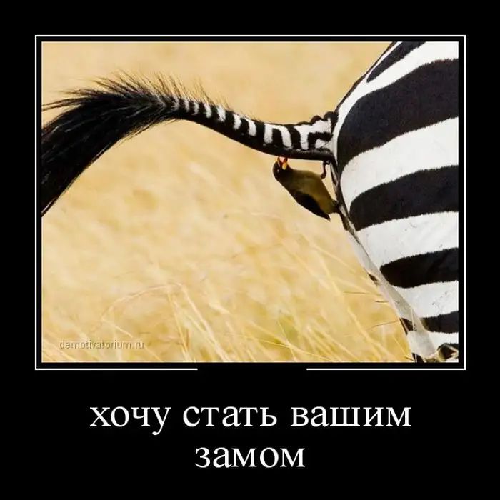 ХОЧУ стать вашим ЗдМОМ