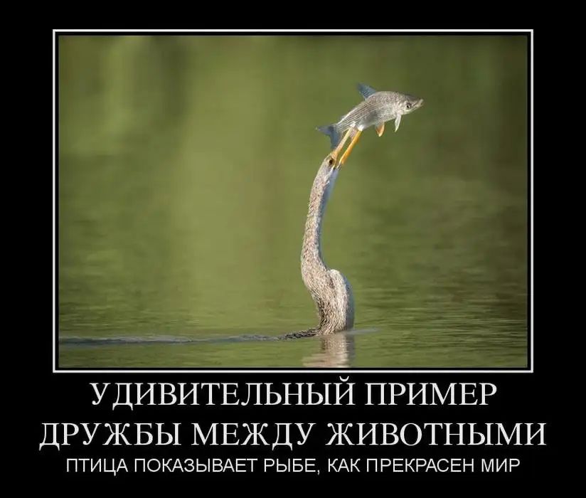 УДИВИТЕЛЬНЫЙ ПРИМЕР ДРУЖБЫ МЕЖДУ ЖИВОТНЫМИ ПТИЦА ПОКАЗЫВАЕТ РЫБЕ КАК ПРЕКРАСЕН МИР