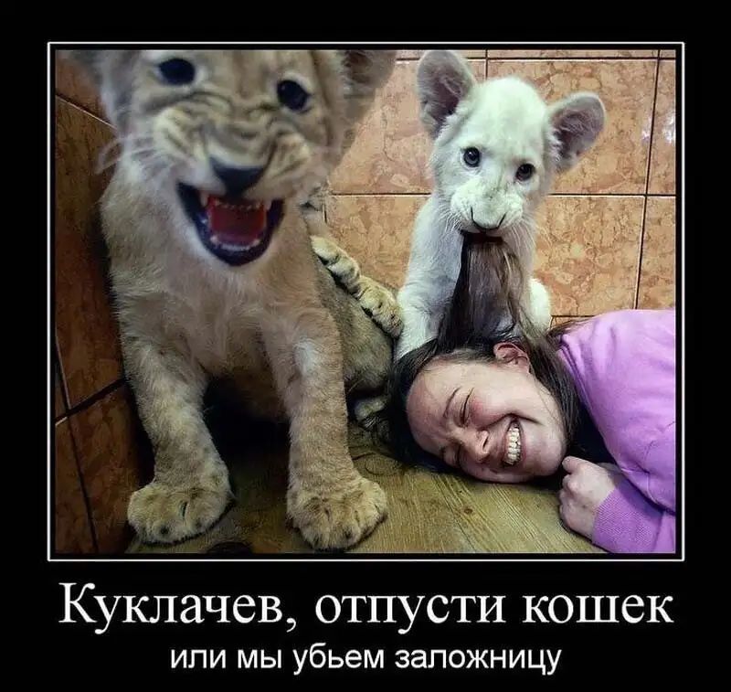 Куклачев отпусти кошек или мы убьем запожницу