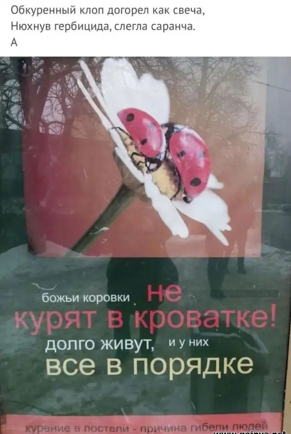 Обкуренный клоп догорел как свеча Нюхнув гербицида слегла саранча божьи коровки долго живут и у них все в порядке