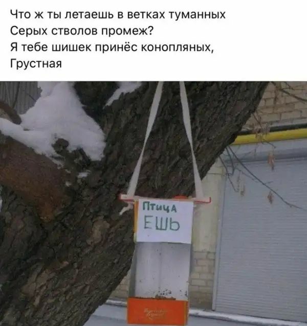 Что ж ты летаешь в ветках туманных Серых стволов промеж Я тебе шишек принёс конопляных Грустная