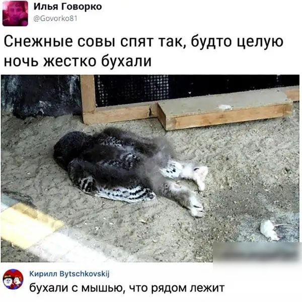 Илья Говорко Снежные совы спят так будто целую ночь жестко бухали Кирилл атакэк бухали с мышью что рядом лежит
