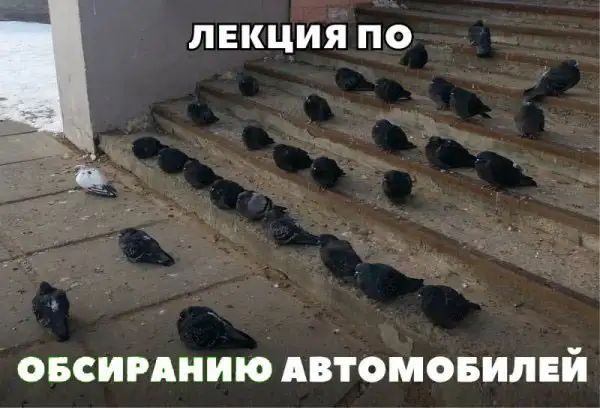 ЛЕКЦИЯ ПО ОБСИРАНИЮ АВТОМОБИЛЕЙ