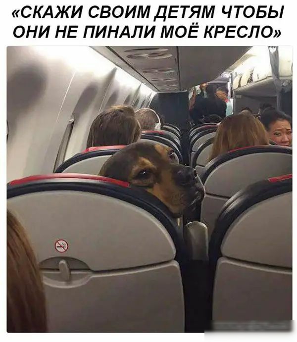 СКАЖИ СВОИМ ДЕТЯМ ЧТОБЫ ОНИ НЕ ПИНАЛИ МОЕ КРЕСЛО