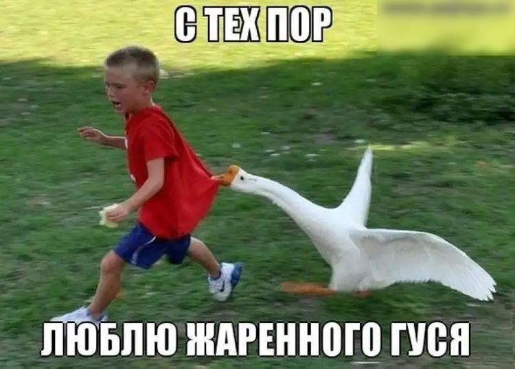 ШШШЁ их ГЖ _ тпю ждгіннош пюн