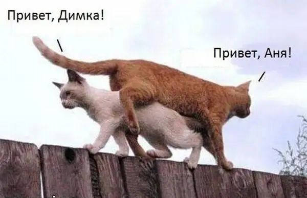 Привет Димка