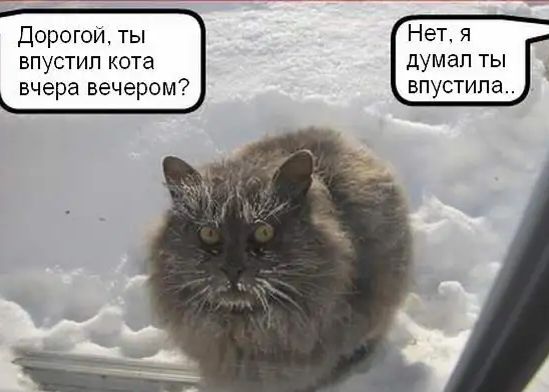 Нет я думал ты впустила ДорогоИ ты впустип кота вчера вечером