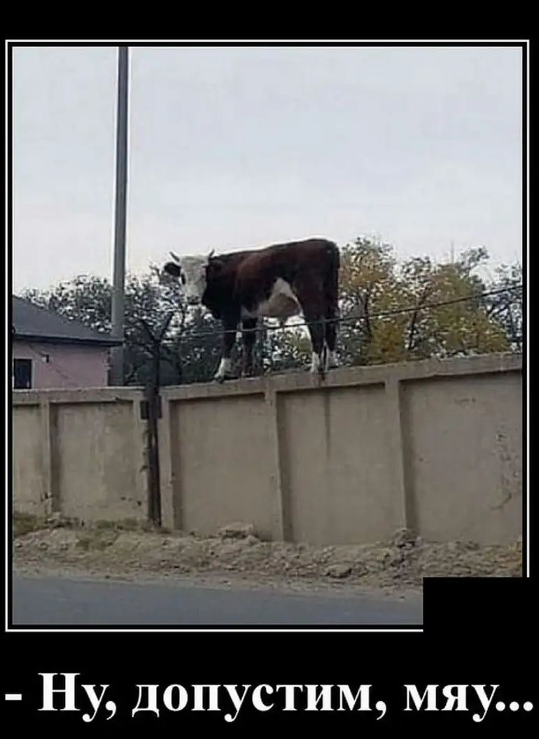 Ну Допустим мяу