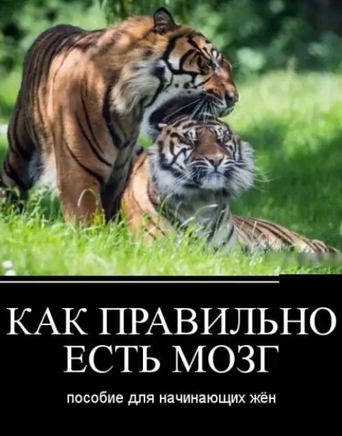 КАК ПРАВИЛЬНО ЕСТЬ МОЗГ ПОСОБИЕ ДЛЯ Начинающих ЖЁН