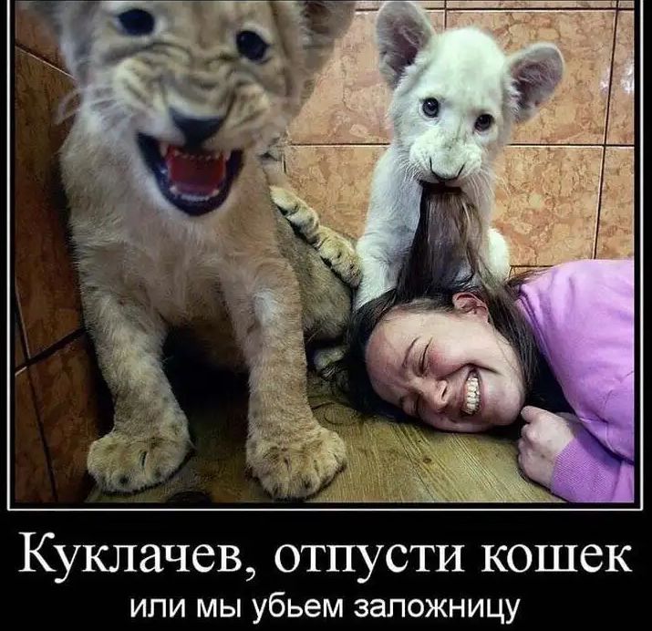 КУКЛЗЧСВ ОТПУСТИ КОШСК или мы убьем запожницу