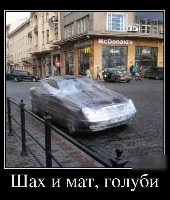 Шах И мат голуби