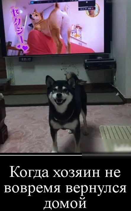 Когда хозяин не вовремя вернулся ДОМОЙ