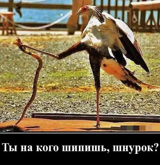 ___ ггцЩ Ты на кого шипишь шнурок
