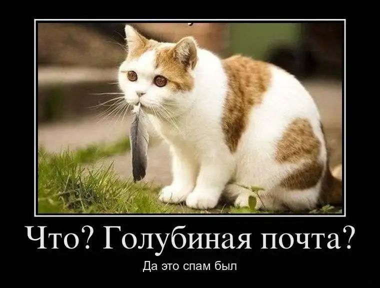 Что Голубиная почта Да это спам был