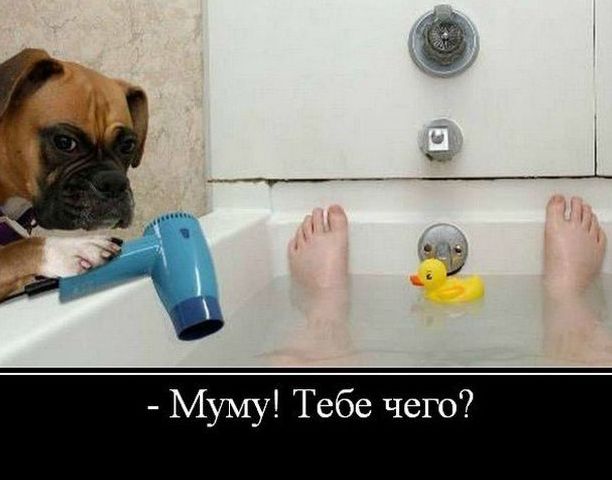 за Муму Тебе чего