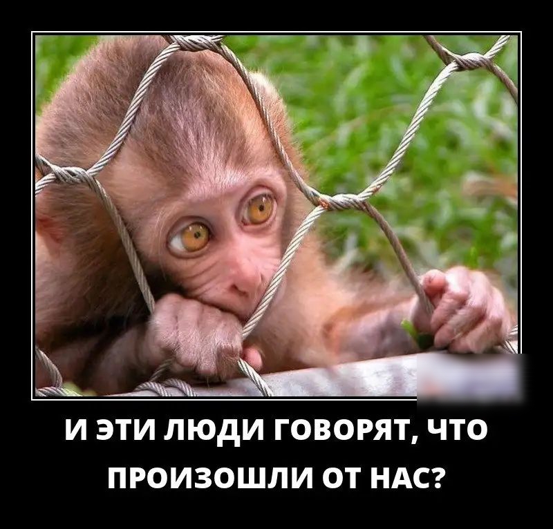 И ЭТИ ЛЮДИ ГОВОРЯТ ЧТО ПРОИЗОШЛИ ОТ НАС