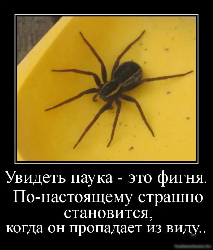 Увидеть паука это фигня По настоящему страшно становится когда он пропадает из виду