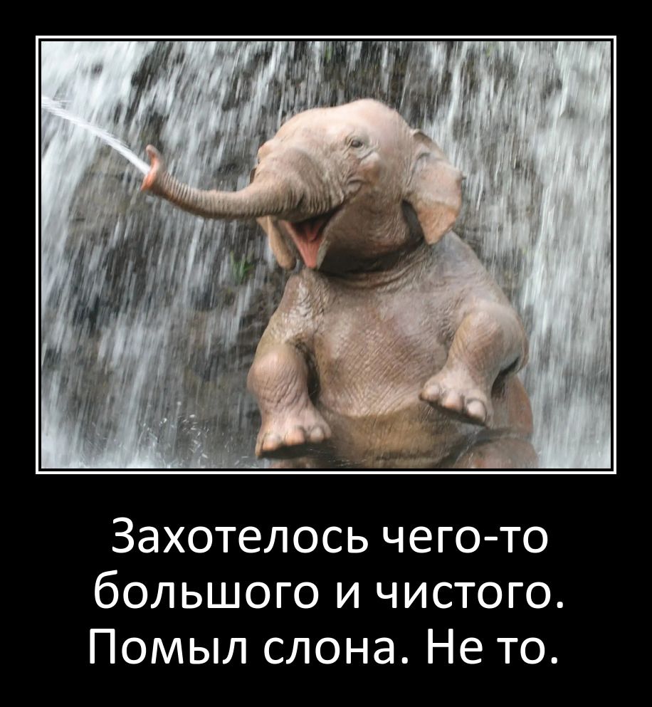 Захотелось чего то большого и чистого Помыл слона Не то