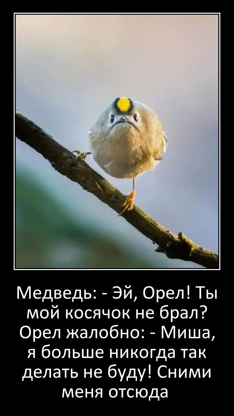 Медведь Эй Орел Ты мой косячок не брал Орел жалобно Миша я больше никогда так делать не буду Сними меня отсюда
