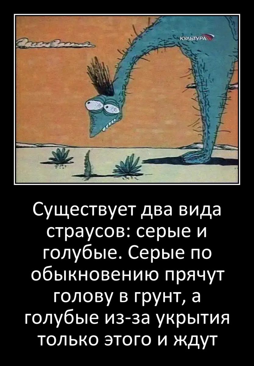 Существует два вида страусов серые и голубые Серые по обыкновению прячут голову в грунт а голубые из за укрытия только этого и ждут