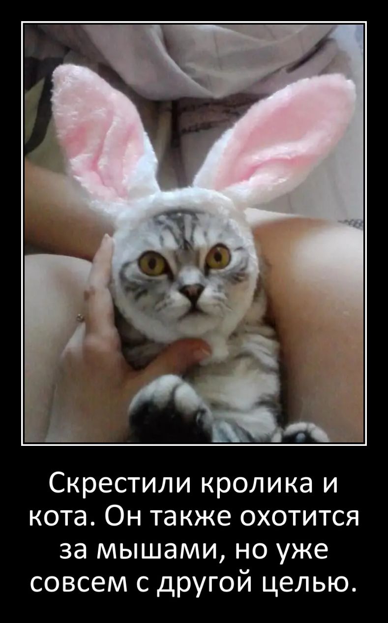 Скрестили кролика и кота Он также охотится за мышами но уже совсем с другой целью