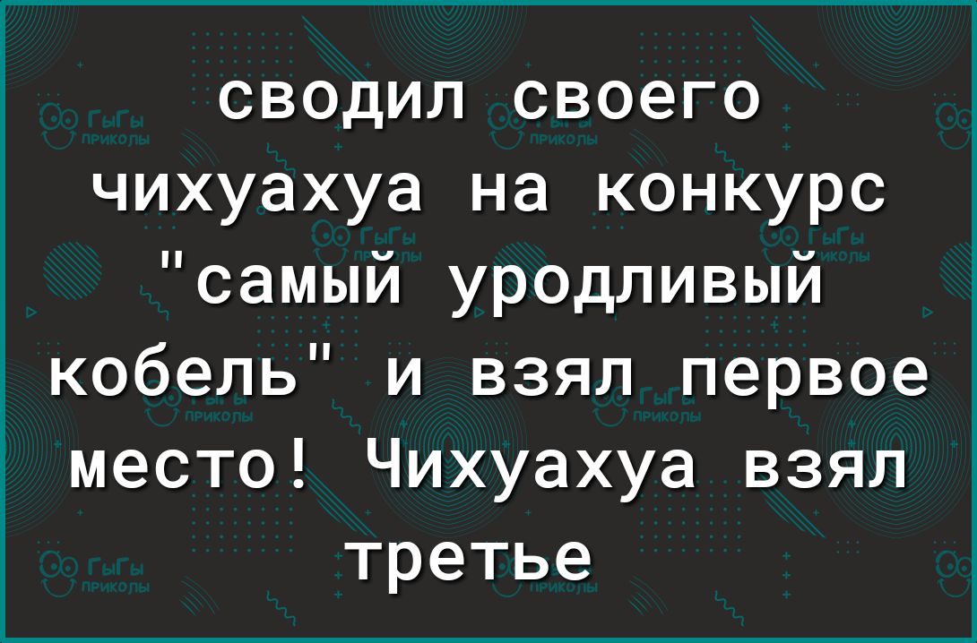 сводил своего чихуахуа на конкурс самый уродливый кобель и взял первое место Чихуахуа взял третье