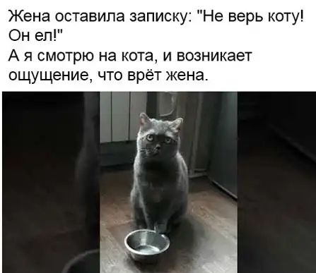 Жена оставила записку Не верь коту Он ел А Я СМОТрЮ на КОТЗ И ВОЗНИКЭЭТ ощущение что вр т жена