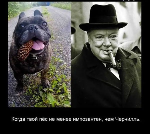 Когда твой пёс не менее импозантен чем Черчилль