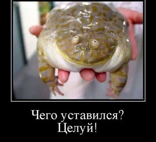 Чего уставился Целуй